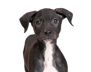 Cloeup Cute Black and White Crossbreed Puppy