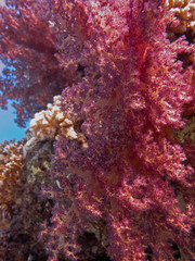 Fototapeta na wymiar Purple soft coral in the daylight.