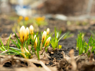 Flowering crocuses. Yellow blossom on a springtime sunny day in open air. First spring flowers