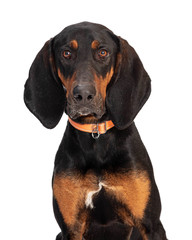 Obraz premium Closeup Black and Tan Coonhound Dog