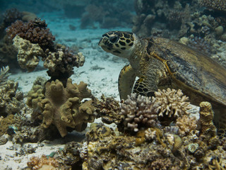 Obraz na płótnie Canvas Sea turtle on the sandbanks among corals.