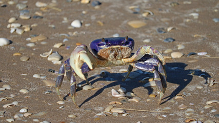 Rare blue fiddler Crab on the beach - Texas