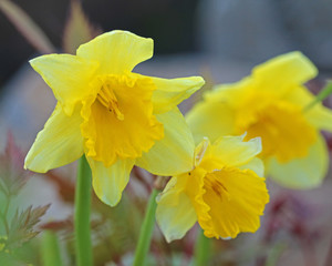 Yellow Daffodil in full bloom 