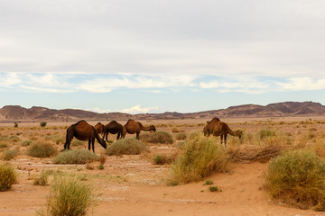wild camels eat dry grass in the sahara desert, morocco, africa