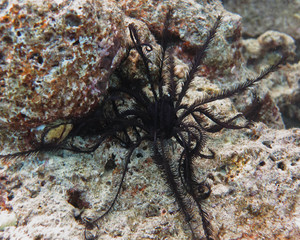Black feather star on the coral.