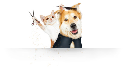 Funny Cat Grooming Dog Web Banner - obrazy, fototapety, plakaty