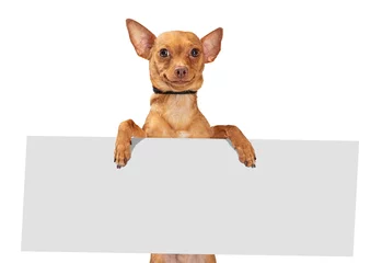 Foto op Plexiglas Funny Smiling Dog Holding Blank Sign © adogslifephoto