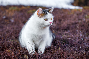 Naklejka na ściany i meble White spotted cat in the garden during the snow is melting_