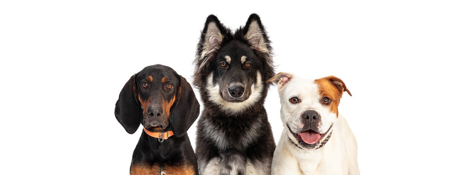Three Large Dogs Web Banner Copy Space