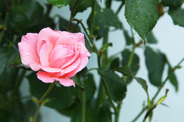 head of pink rose with dew drops, isolated on white . single beauty flower pink rose gold color blossom isolated on white background .