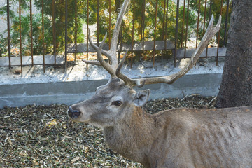 Cherkasy, Ukraine, September 2019. Modern zoo, deer territories. Portrait of a lonely deer....