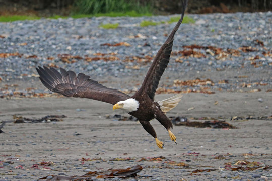 Mature Bald Eagle with spread wings wide and legs down to land - Alaska