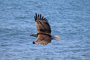Mature Bald Eagle Soaring Over Ocean in Alaska