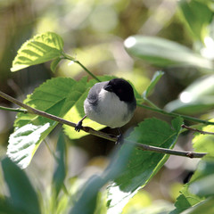 Black-and-white Warbling Finch