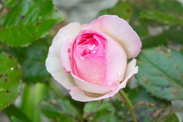 Pink rose with dewdrops in a garden during spring