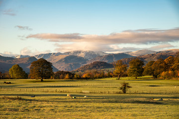 Fototapeta premium Stunning vibrant Autumn Fall landscape of countryside in Lake District with lovely golden light on trees and hills