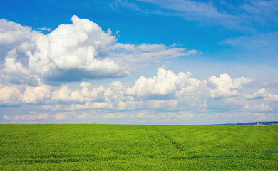 Fototapeta na wymiar Field with green grass and blue sky with white clouds, spring and summer landscape_