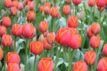 Tulpen orange