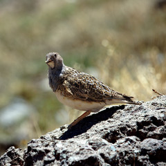 Gray-breasted Seedsnipe