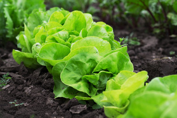 Lettuce leaves on a bed. Useful vegetarian food_