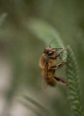 Macro Close up of the top of the head of a bee standing on Lavander Leaves, It is a strongly aromatic Plant, The leaves are evergreen