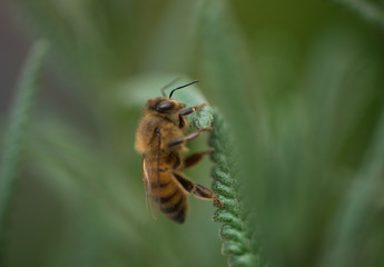 Close up of a Bee on Lavander Leaves, It is a strongly aromatic Plant