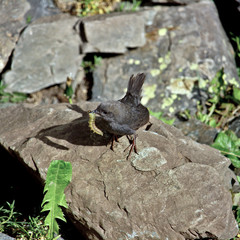 Magellanic Tapaculo