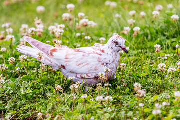 White spotted dove on the grass. Wild birds_