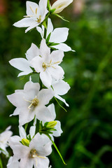 White decorative spring and summer flowers on blurred green background_