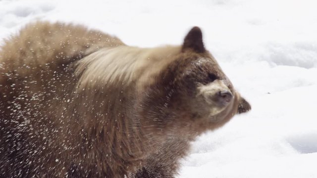 A brown bear shaking off in slow motion during the winter months. Canadian animal in the wild.