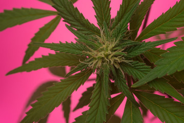 Macro close up of Cannabis plant also known as hemp, although this term is often used to refer only to varieties of Cannabis cultivated for non-drug use.