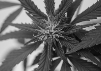 Macro close up of Cannabis plant also known as hemp, although this term is often used to refer only to varieties of Cannabis cultivated for non-drug use.