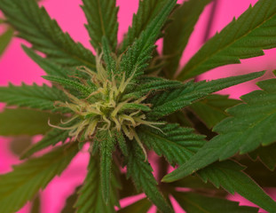 Macro close up of Cannabis plant also known as hemp, although this term is often used to refer only to varieties of Cannabis cultivated for non-drug use.