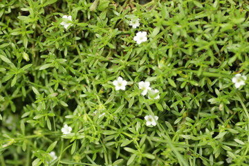 green grass that has beautiful white flower for background / wallpaper