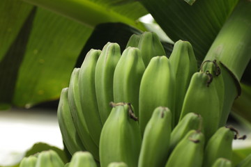 Obraz premium Pisang Kepok / Musa acuminata × balbisiana, one kind banana varieties that came from Phipilines