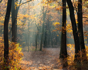 Autumn forest with light beams 
