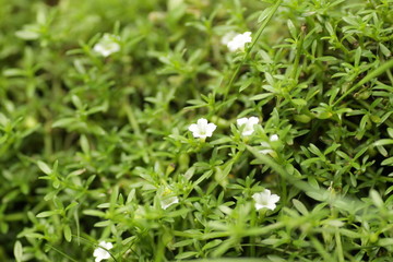 green grass that has beautiful white flower for background / wallpaper