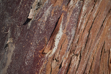 close up of trunk a Forman's Eucalyptus tree that is starting to shed bark