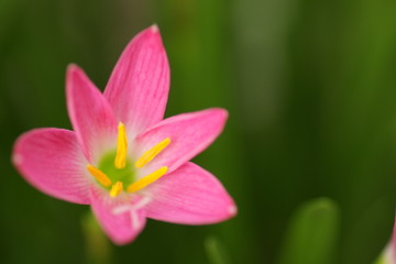 Fototapeta premium Pink rain lily flower / Zephyranthes at the garden with green bokeh leafs background