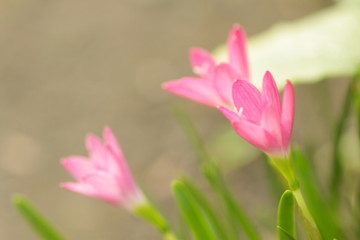 Obraz na płótnie Canvas Pink rain lily flower / Zephyranthes at the garden with green bokeh leafs background