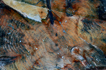Texture of a fresh cut of the trunk of an old tree. Wooden abstract background.
