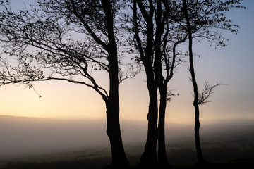 Fototapeta na wymiar Epic bare tree lanscape image against vibrant dramatic sunset sky with fog rolling across countryside in background