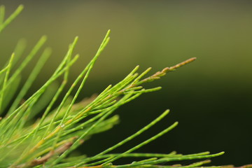 Casuarina equisetifolia leafs, one of kind pine trees. Macro shoot for backgound / wallpaper.