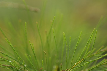 Fototapeta na wymiar Casuarina equisetifolia leafs, one of kind pine trees. Macro shoot for backgound / wallpaper.
