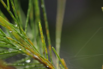 Casuarina equisetifolia leafs, one of kind pine trees. Macro shoot for backgound / wallpaper.