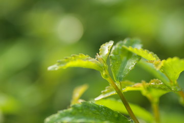 Fototapeta na wymiar green leafs at the garden for background
