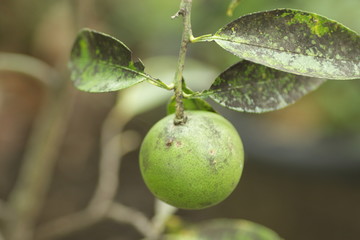 green leafs at the garden for background