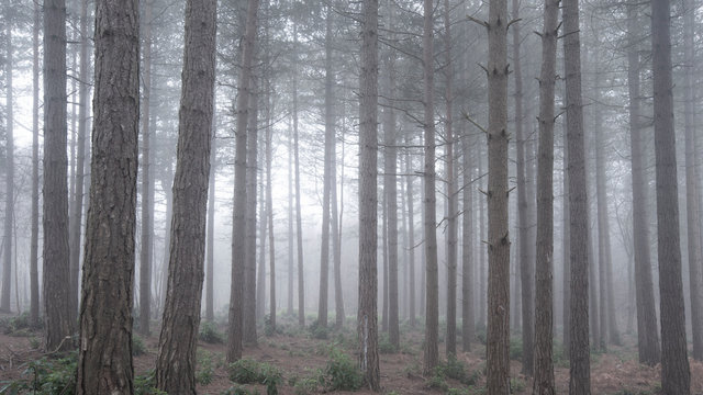 Beautiful landscape image of pine tree woodland with deep mist conditions through trees into distance © veneratio