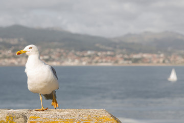 Seagull with a raised leg, the Vigo estuary in the background.