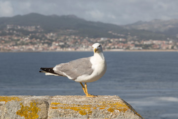 seagull on the stone wall on the coast, Vigo estuary, Galicia, Spain